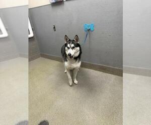 Siberian Husky-Unknown Mix Dogs for adoption in Las Vegas, NV, USA
