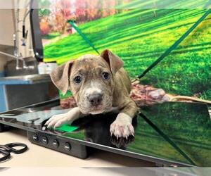 American Pit Bull Terrier-Unknown Mix Dogs for adoption in Moreno Valley, CA, USA