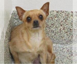 Chihuahua Dogs for adoption in Fort Collins, CO, USA