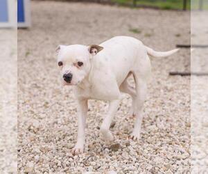 American Pit Bull Terrier-Unknown Mix Dogs for adoption in Waco, TX, USA
