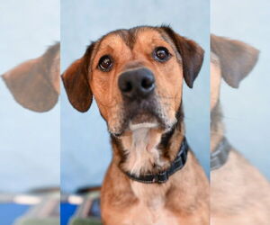 Mutt Dogs for adoption in Gloversville, NY, USA