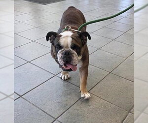 Bulldog Dogs for adoption in San Antonio, TX, USA