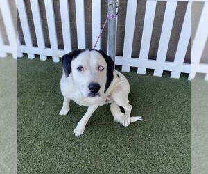 Borador Dogs for adoption in Modesto, CA, USA