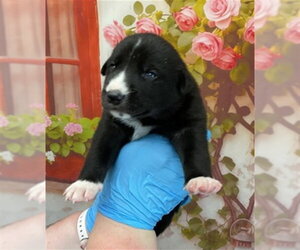 Mutt Dogs for adoption in San Bernardino, CA, USA
