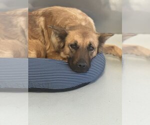 Mutt Dogs for adoption in Studio City, CA, USA