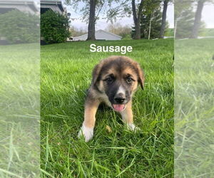 German Shepherd Dog-Great Pyrenees Mix Dogs for adoption in Aurora, IN, USA