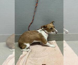 Mutt Dogs for adoption in Las Vegas, NV, USA