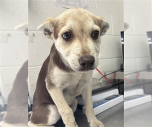 Siberian Husky-Unknown Mix Dogs for adoption in San Bernardino, CA, USA