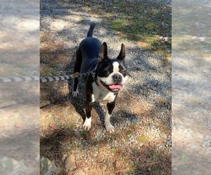 Boston Terrier Dogs for adoption in Ellijay, GA, USA