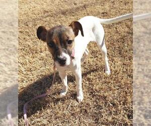 Jack Russell Terrier Dogs for adoption in Altus, OK, USA