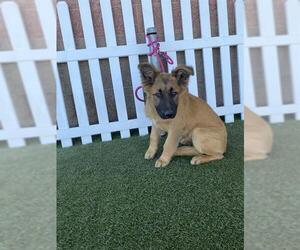 German Shepherd Dog Dogs for adoption in Modesto, CA, USA