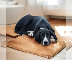 Great Dane Dogs for adoption in Vail, AZ, USA