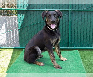 German Shepherd Dog-Unknown Mix Dogs for adoption in Pasadena, CA, USA