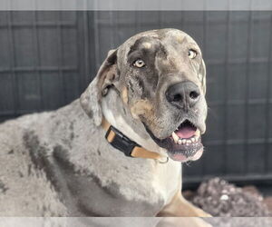Great Dane Dogs for adoption in Palm Beach, FL, USA