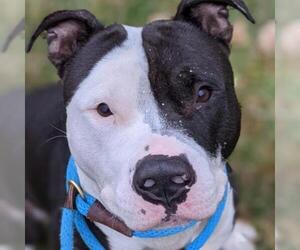 Bull Terrier-Unknown Mix Dogs for adoption in St Louis, MO, USA