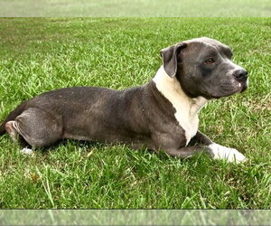 Mutt Dogs for adoption in Grovetown, GA, USA