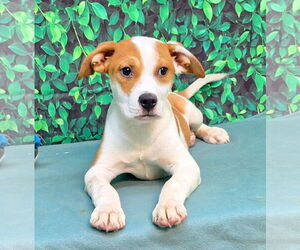 Labrador Retriever-Unknown Mix Dogs for adoption in Wetumpka, AL, USA