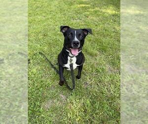 Labrador Retriever-Unknown Mix Dogs for adoption in Brewster, MA, USA