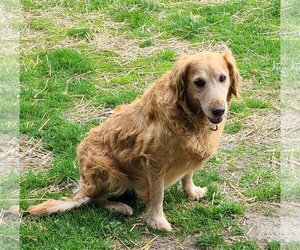 Golden Retriever Dogs for adoption in Brooklyn Center, MN, USA