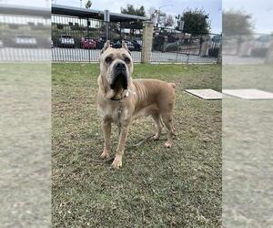 Mutt Dogs for adoption in Riverside, CA, USA