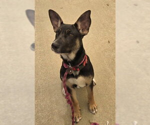 German Shepherd Dog-Unknown Mix Dogs for adoption in Sacramento, CA, USA