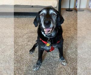 Mutt Dogs for adoption in Battle Ground, WA, USA
