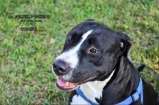 American Pit Bull Terrier Dogs for adoption in Victoria, TX, USA