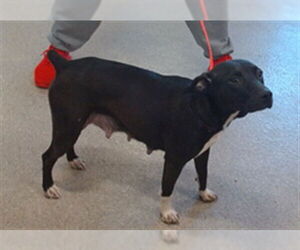 American Staffordshire Terrier-Unknown Mix Dogs for adoption in Louisville, KY, USA