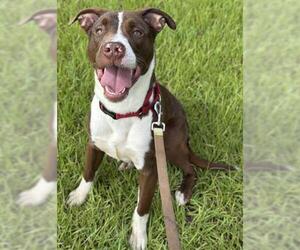 American Staffordshire Terrier Dogs for adoption in Fort Lauderdale, FL, USA