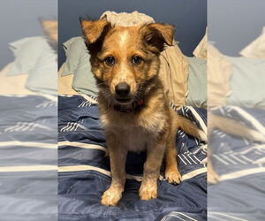 Australian Shepherd-Unknown Mix Dogs for adoption in Genesee, WI, USA