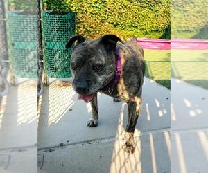 American Pit Bull Terrier-Bulldog Mix Dogs for adoption in Elk Grove, CA, USA