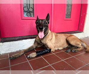 Mutt Dogs for adoption in Imlay City, MI, USA