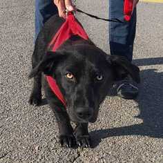 Basset Hound-Labrador Retriever Mix Dogs for adoption in Boston, MA, USA