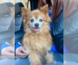 Pomeranian Dogs for adoption in Zionsville, IN, USA