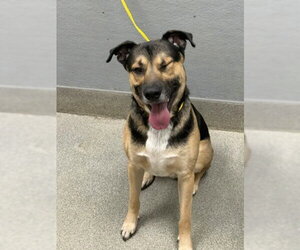 German Shepherd Dog-Unknown Mix Dogs for adoption in Las Vegas, NV, USA