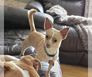 Chihuahua-Unknown Mix Dogs for adoption in Springdale, PA, USA