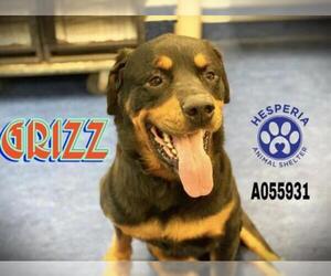 Rottweiler Dogs for adoption in HESPERIA, CA, USA