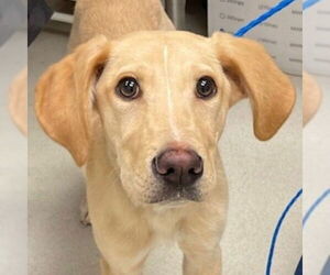 Medium Photo #4 Labrador Retriever-Unknown Mix Puppy For Sale in Canton, CT, USA