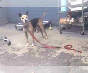 Miniature Pinscher-Unknown Mix Dogs for adoption in Tallahassee, FL, USA