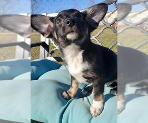 Chion Dogs for adoption in Scottsboro, AL, USA