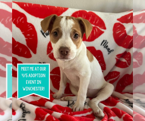Mutt Dogs for adoption in Boston, MA, USA