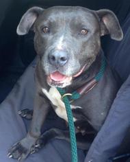 Staffordshire Bull Terrier Dogs for adoption in Montclair, NJ, USA