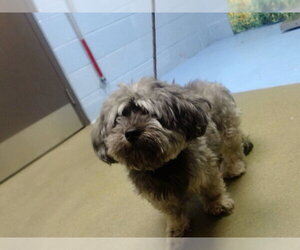 Mutt Dogs for adoption in Moreno Valley, CA, USA