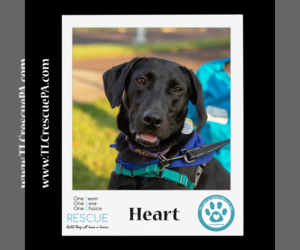 Labrador Retriever Dogs for adoption in Kimberton, PA, USA