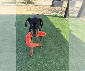 Doberman Pinscher Dogs for adoption in HESPERIA, CA, USA