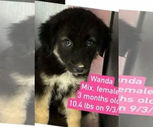 Australian Shepherd-Unknown Mix Dogs for adoption in Westwood, NJ, USA