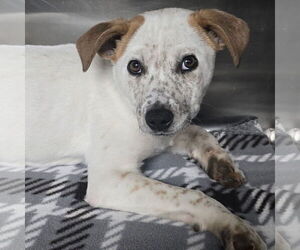 Labrador Retriever-Unknown Mix Dogs for adoption in Alexander, AR, USA