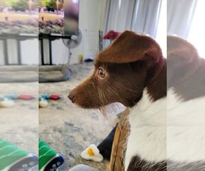Mutt Dogs for adoption in Bonifay , FL, USA