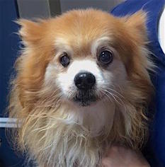 Pomeranian Dogs for adoption in Mount Airy, NC, USA