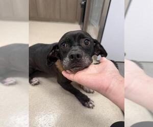 Labbe Dogs for adoption in Baytown, TX, USA